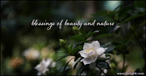 beautiful gardenia bush in nature