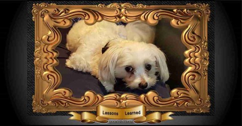 Read my Top 12 Lessons My Dog Bentley Is Teaching Me